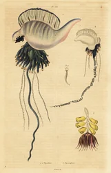 Indo-Pacific Portuguese Man-of-War, Physalia Utriculus 1, Azores Man-of-War, Physalia Physalis 2, and Siphonophora Zoophyte, Physsophora Disticha 3