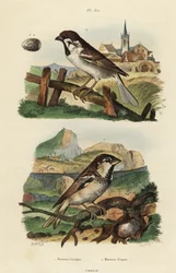 Italian sparrow and Eurasian tree sparrow with egg