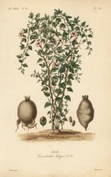 Jalap vine