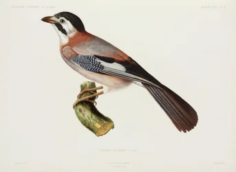 Jay, Algeria