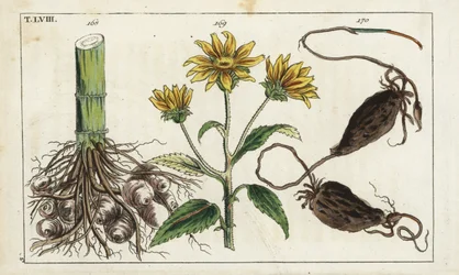 Jerusalem Artichoke, Helianthus tuberosus Root