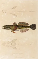 Knout goby, Black Sea