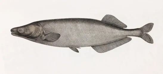 The Mormyr of Dendera