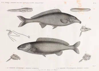 Oxyrhynchus Mormyrid and Hasselquist