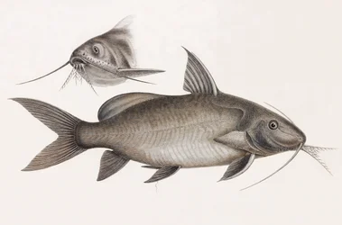 Le Pimelode Scheilan