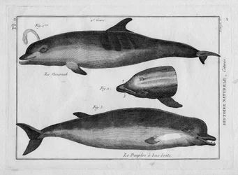 The Porpoise and the Dolphin in 