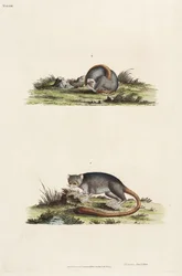 Lemurs