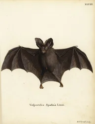 Lesser False Vampire Bat, Megaderma spasma. Vespertilio spasma Linn. Handcoloured copperplate engraving by Hermann Jakob Tyroff from Johann Christian Daniel Schreber
