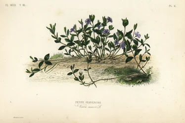 Lesser periwinkle, Vinca minor
