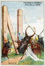 Letter N as a wedding. Mr. Marinier