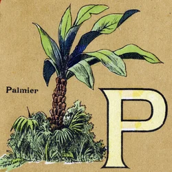 Letter P as Palm Tree. Illustrated Alphabet. Imageries Reunited in Jarville-Nancy, Beginning of the 20th Century