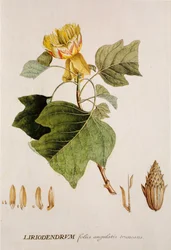 Tulip Tree
