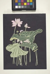 Lotus