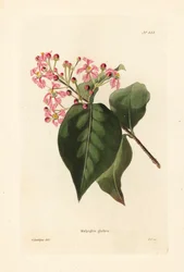 Malpighia glabra (Botanical Cabinet)