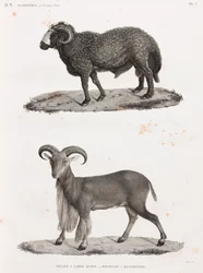 Mammals: A Ram with a Large Tail and a Barbary Sheep