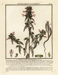 Marsh lousewort, Pedicularis palustris