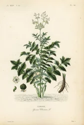 Meadowsweet or mead wort