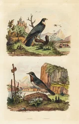 Merlin, Falco columbarius, and Moltoni