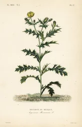 Mexican poppy or flowering thistle