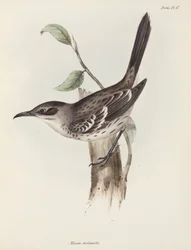 Mockingbird, Galapagos Islands, c. 1832-1836