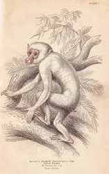 Moor macaque, Macaca maura (Macacus maimon brachyurus). White maimon, believed to be an albino juvenile. Handcoloured steel engraving from William Jardine