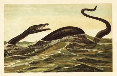 Mosasaurus hoffmannii, Extinct Aquatic Reptile (lithograph)