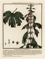 Motherwort, Leonurus cardiaca