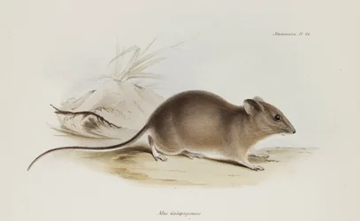 Mouse, Galapagos Islands, c 1832-1836