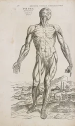 Front view of the superficial muscles of the male human body