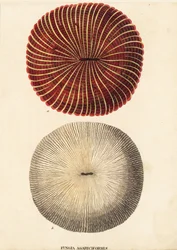 Mushroom coral, Fungia fungites. Handcoloured steel engraving from Georg Friedrich Treitschke