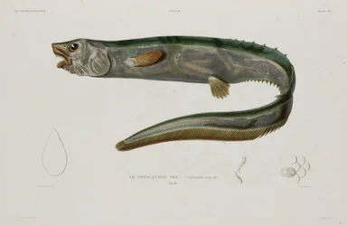 Natacanthus Nasus, Iceland, Early 19th Century