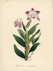 Necklace-stemmed dendrobium or sekikoku orchid, Dendrobium moniliforme. Handcoloured zincograph by C. Chabot drawn by Miss M. A. Burnett from her Plantae Utiliores: or Illustrations of Useful Plants, Whittaker, London