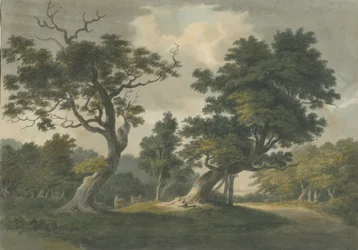 Needwood Forest