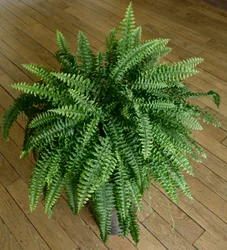 Nephrolepis Exaltata, Fern in a House
