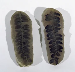Neuropteris (Frond of Sea Fern) Found at Coseley, Staffordshire, Upper Carboniferous Period