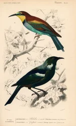 New Zealand tui bird and European bee eater