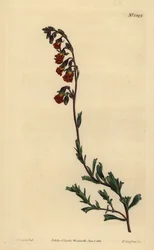 Night-smelling hermannia