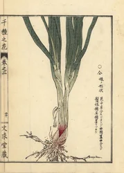 Nira or Chinese chives root and stalk
