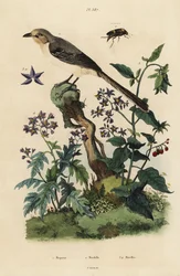 Northern mockingbird, bittersweet nightshade, Solanum quercifolium, Mordella fasciata beetle