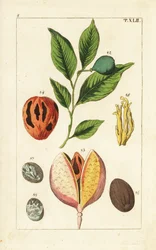Nutmeg and mace tree, Myristica fragrans