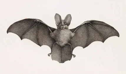 Nycetere of Thebaide, Bats in Egypt
