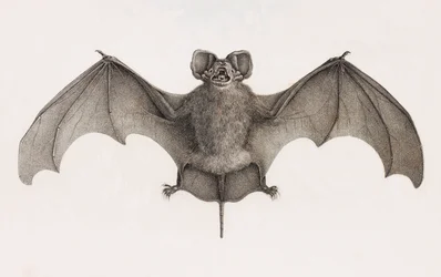 Nyctinome from Egypt, Bats in Egypt