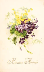 Violet and Mimosa