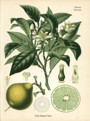 Orange Bergamot