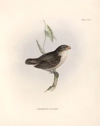 Ornithology: Camarhynchus psittaculus or Geospize psittacin Description of a passerine by Charles Darwin observed during his expedition aboard the Beagle. Plate from The zoology of the voyage of H.M.S. Beagle. Flight. III, Birds described by John Gould