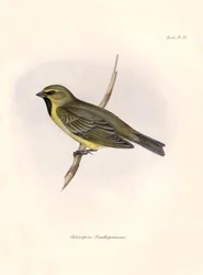 Ornithology: Chlorospiza xanthogramma Description of a passerine by Charles Darwin observed during his expedition aboard the Beagle. Plate from The zoology of the voyage of H.M.S. Beagle. Flight. III, Birds described by John Gould