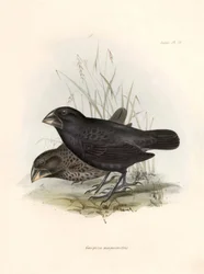 Ornithology: Geospiza magnirostris or geospize a big beak Description of a passerine by Charles Darwin observed during his expedition aboard the Beagle. Plate from The zoology of the voyage of H.M.S. Beagle. Flight. III, Birds described by John Gould