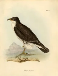 Ornithology: Milvago albogularis or caracara described by Charles Darwin during his expedition aboard the Beagle. Plate from Birds described by John Gould, with notice of their habits by Charles Darwin