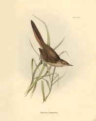 Ornithology: Synallaxis rufogularis described by Charles Darwin during his expedition aboard the Beagle. Plate from The zoology of the voyage of H.M.S. Beagle. Flight. III, Birds described by John Gould, with notice of their habits by Charles Darwin