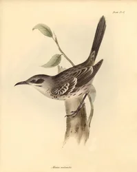 Ornithology: The Mimus melanotis of the mockers family described by Charles Darwin during his exploration journey aboard the Beagle. Plate from The Zoology of the voyage of H.M.S. Beagle under the command of Captain Fitzroy during the years 1832 to 1836